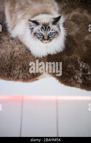 Birman cat lies on brown hide in modern light room with white floorboard Stock Photo