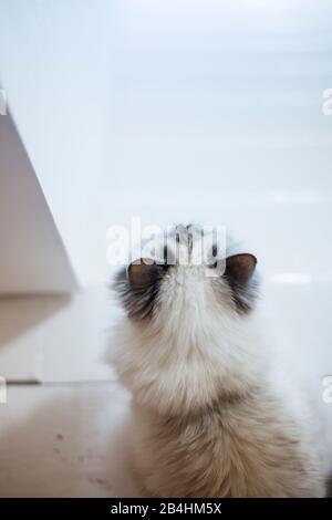 Birman cat sits in front of stairs in modern light room with white floorboard Stock Photo