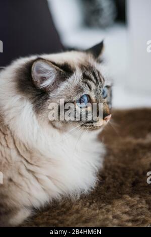 Birman cat lies on brown fur Stock Photo