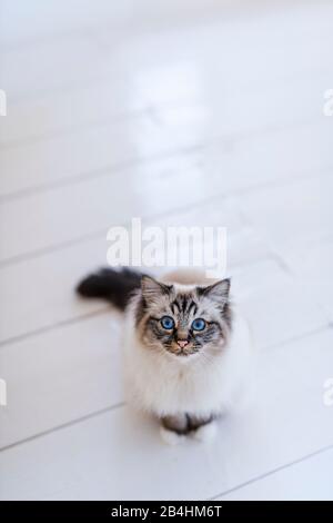 Birman cat sits on a white plank floor and looks into the camera Stock Photo