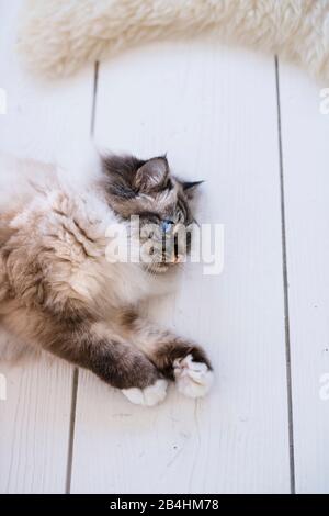 Birman cat lies on a white plank floor next to a sheepskin Stock Photo