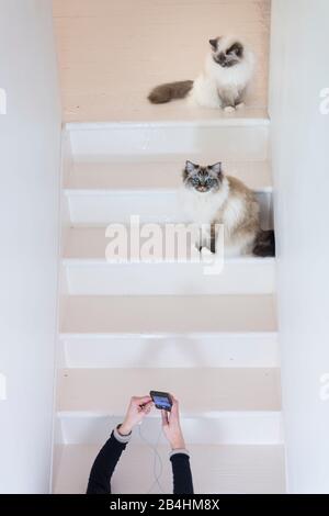Two Birman cats are sitting on stairs in modern bright room and are being photographed by female hands using smartphone Stock Photo