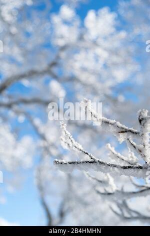 snowy branches in wintry forest in front of blue sky in Vosges, France Stock Photo