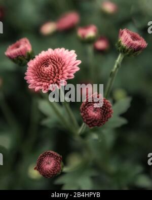 Soft, subtle bunch of peach colored mum flowers with main flower in focus and others blurred. Would make a beautiful fine art print. Stock Photo