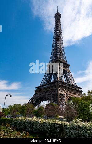 Blooming vegetation in front of the Eiffel Tower, Paris, France, Europe Stock Photo