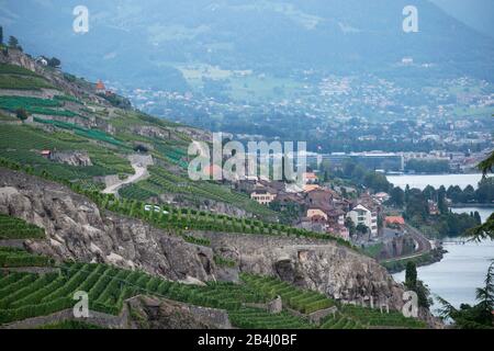 Terrace Vineyards Landscape, Rivaz, Vaud, Lavaux-Oron, Switzerland Stock Photo