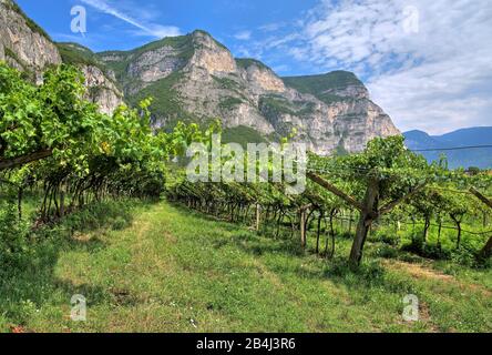 Vineyards under steep cliffs on the Trentino wine route in the Adige Valley near Rovere della Luna, Trentino, South Tyrol, Italy Stock Photo