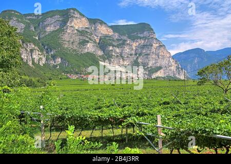 Vineyards under steep cliffs on the Trentino wine route in the Adige Valley near Rovere della Luna, Trentino, South Tyrol, Italy Stock Photo