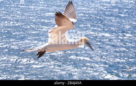 Seabird, Gannet in Flight, Heligoland, Heligoland Bay, German Bight, North Sea Island, North Sea, Schleswig-Holstein, Germany Stock Photo