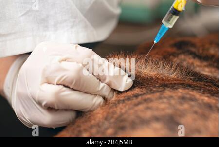 vet gives an injection to a sick dog. doctor holding a syringe with medicine. veterinary ambulance. treatment vaccination animal close-up. Stock Photo