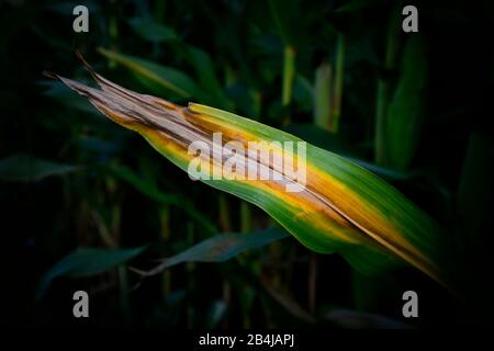 Corn leaf in corn field, Stuttgart, Baden-Wurttemberg, Germany Stock Photo