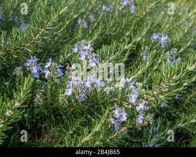 Blossoming rosemary (Rosmarinus officinalis), Castelnuovo, Veneto, Italy, Europe Stock Photo