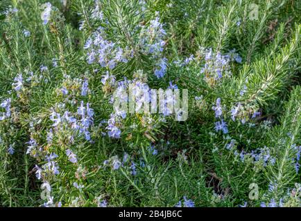 Blossoming rosemary (Rosmarinus officinalis), Castelnuovo, Veneto, Italy, Europe Stock Photo