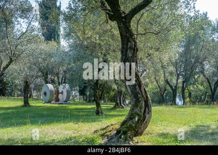 Old olive tree (Olea europaea), Punta San Vigilio, Lake Garda, Veneto, Italy, Europe Stock Photo