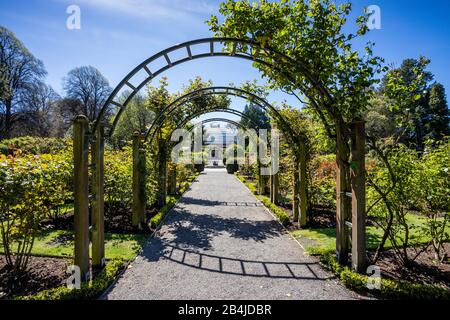 Rose Garden, rose arch at Christchurch Botanic Gardens, New Zealand South Island Stock Photo