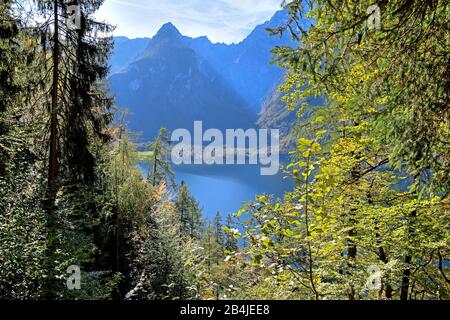 Wooded hillside in the Königssee National Park with a view of the lake, municipality of Schönau am Königssee, Berchtesgadener Land, Upper Bavaria, Bavaria, Germany Stock Photo