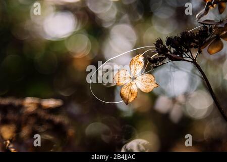Close up withered flowers flowers of Hydrangea (Hydrangea paniculata ...