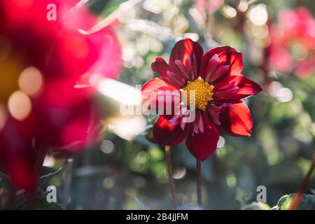 Bicolor red dahlias in flowerbed, dahlia Stock Photo