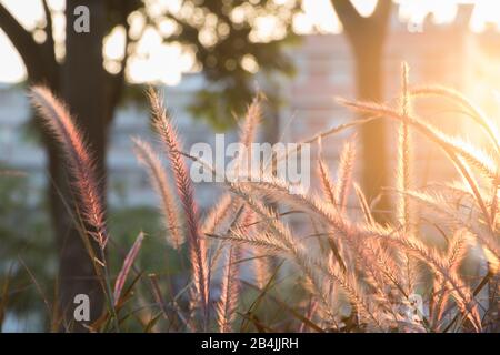 Foxtail,Setaria Viridis. Setaria Viridis in the park at dusk. Stock Photo
