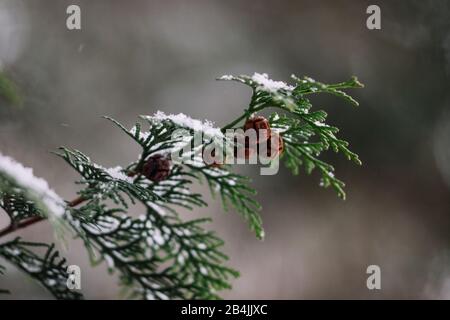Thuja branch with snow and cones, close-up, thuja Stock Photo