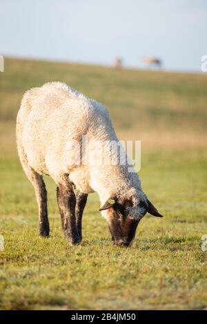 Europe, Germany, Lower Saxony, in the morning sun grazing sheep on the dike near Müggendorf Stock Photo