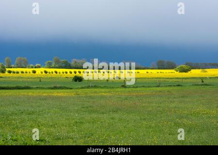 Fischland-Darss, Landschaft zwischen Ahrenshoop und Wustrow, Gewitterstimmung, Kopfweiden, Textfreiraum Stock Photo