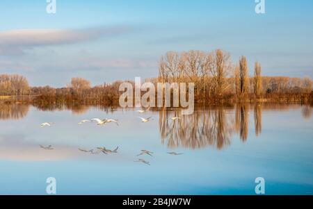 Swans fly in formation flight over the lake, flooded polders near Ingelheim Stock Photo