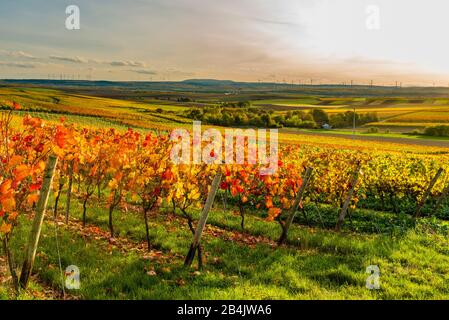 Autumn in the vineyard in a gently undulating landscape in Rheinhessen, rich bright colors in October, evening atmosphere with warm light, Golden October at its best,