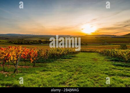 Autumn in the vineyard in a gently undulating landscape in Rheinhessen, rich bright colors in October, evening atmosphere with warm light, golden October at its best, with sunset