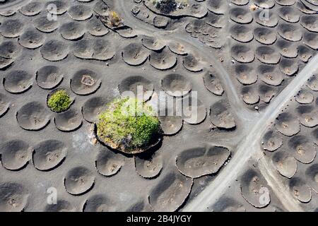 Vineyards in funnels and fig trees, wine region La Geria, at Yaiza, drone recording, Lanzarote, Canary Islands, Spain Stock Photo