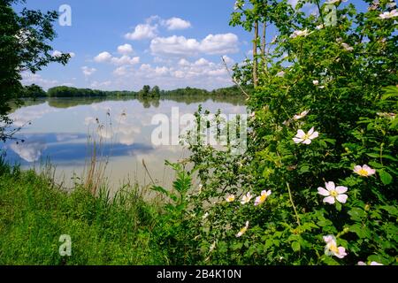 Wildroses, Isar Reservoir near Mamming, Lower Bavaria, Bavaria, Germany Stock Photo