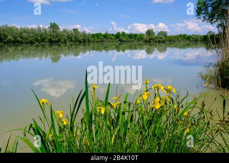 Swamp iris (Iris pseudacorus), Isar Reservoir near Mamming, Lower Bavaria, Bavaria, Germany Stock Photo