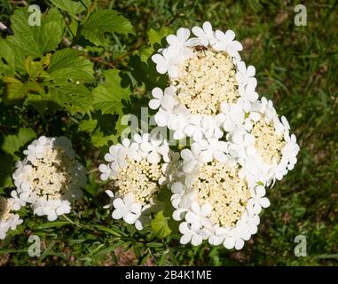 Flowers, Common Snowball (Viburnum opulus), Bavaria, Germany Stock Photo