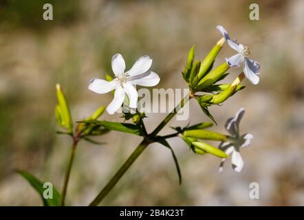 Common soapwort (Saponaria officinalis), Bavaria, Germany Stock Photo