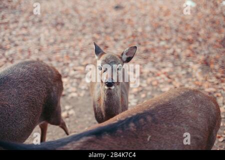 Young deer in the forest with mother, close-up Stock Photo