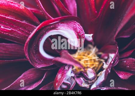 Purple petals, detail Stock Photo