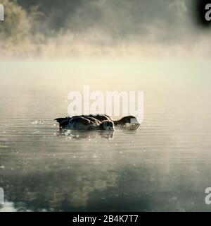 Nile geese swim on ponds in the forest Stock Photo