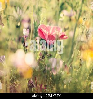 Mug Mallow in meadow, alienation, lavatera Stock Photo