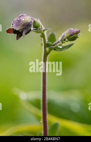 Aquilegia vulgaris hybrid 'Black Barlow', Stuffed columbine, close-up Stock Photo