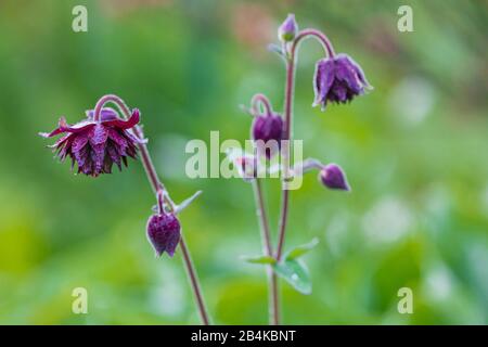 Aquilegia vulgaris hybrid 'Black Barlow', Stuffed columbine, close-up Stock Photo