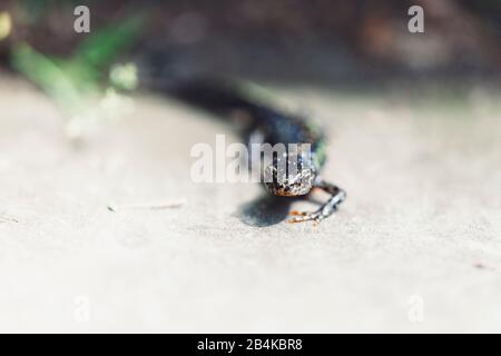 black newt in the garden, caudata, close-up Stock Photo