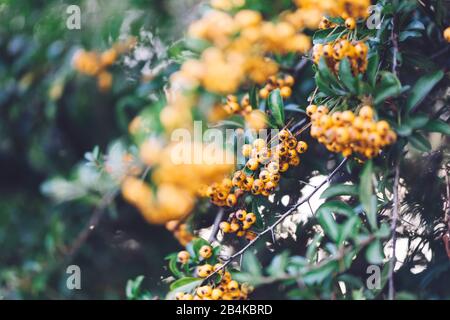 Firethorn yellow berries, close-up, Pyracantha Stock Photo