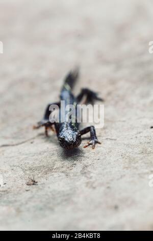 black newt in the garden, caudata, close-up Stock Photo