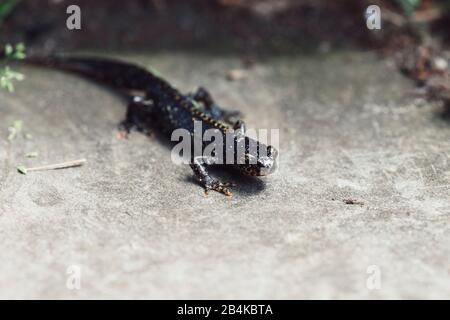 black newt in the garden, caudata, close-up Stock Photo