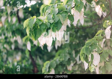 Handkerchief tree (Davidia involucrata), detail, branches, leaves Stock Photo
