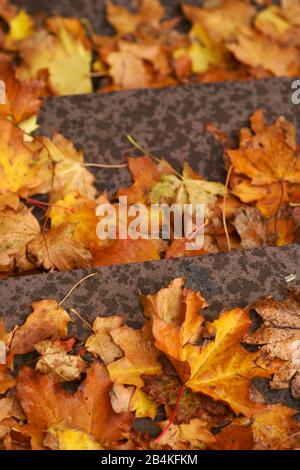 The close-up of autumn leaves lying on the stairs. Stock Photo