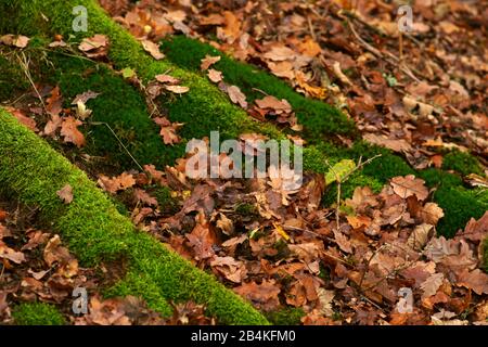 A forest floor with dry autumn leaves and moss-covered roots. Stock Photo