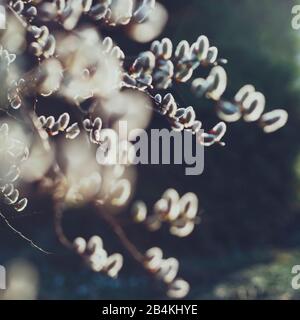 Palm catkins on the goat willow, close-up, Salix caprea Stock Photo