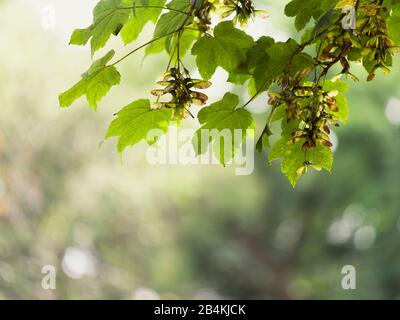 Maple tree with seeds, close-up, acer Stock Photo