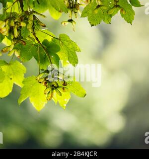 Maple tree with seeds, close-up, acer Stock Photo